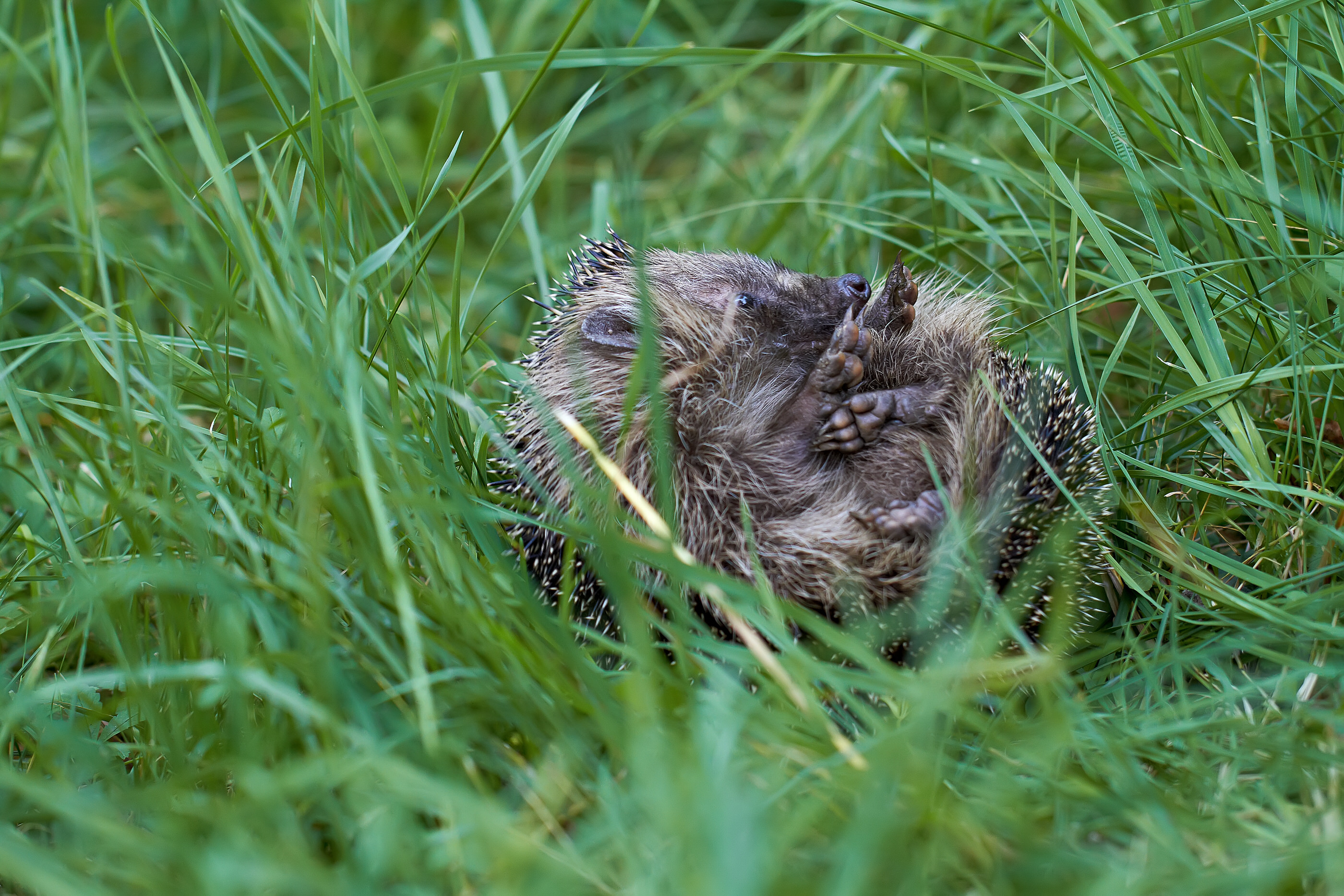 Erinaceus europaeus Braunbrustigel 001